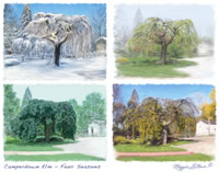 Camperdown Elm, Albion