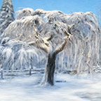 Camperdown Elm, Albion Michigan