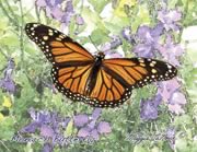 Monarch Butterfly