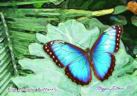 Blue Morpho Butterfly