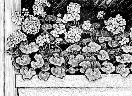 Geraniums in window box line art by Maggie LaNoue