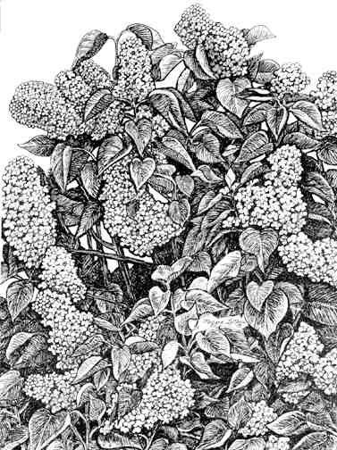 Lilacs giclee print - line art by Maggie LaNoue