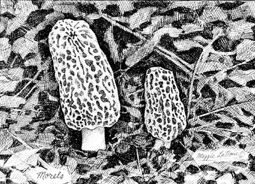 Morel Mushrooms line art print