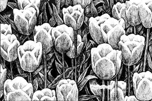 Tulips Giclee print - line art by Maggie LaNoue