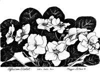 African Violet Line Art