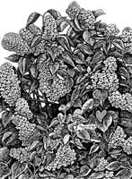 Winter Morning, Albion