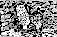 Forks of the Kalamazoo River, Albion Michigan