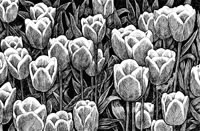 Aerial View of Albion, 1993